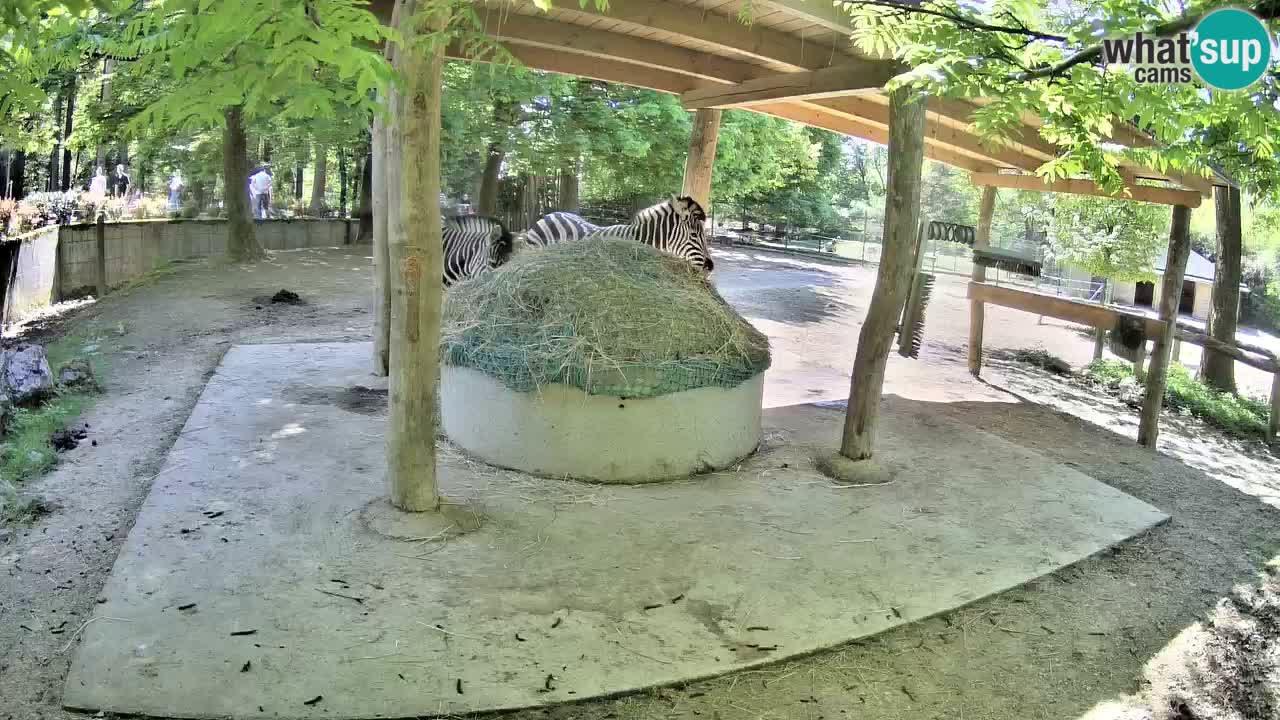 Live webcam Zebras in Ljubljana ZOO – Slovenia
