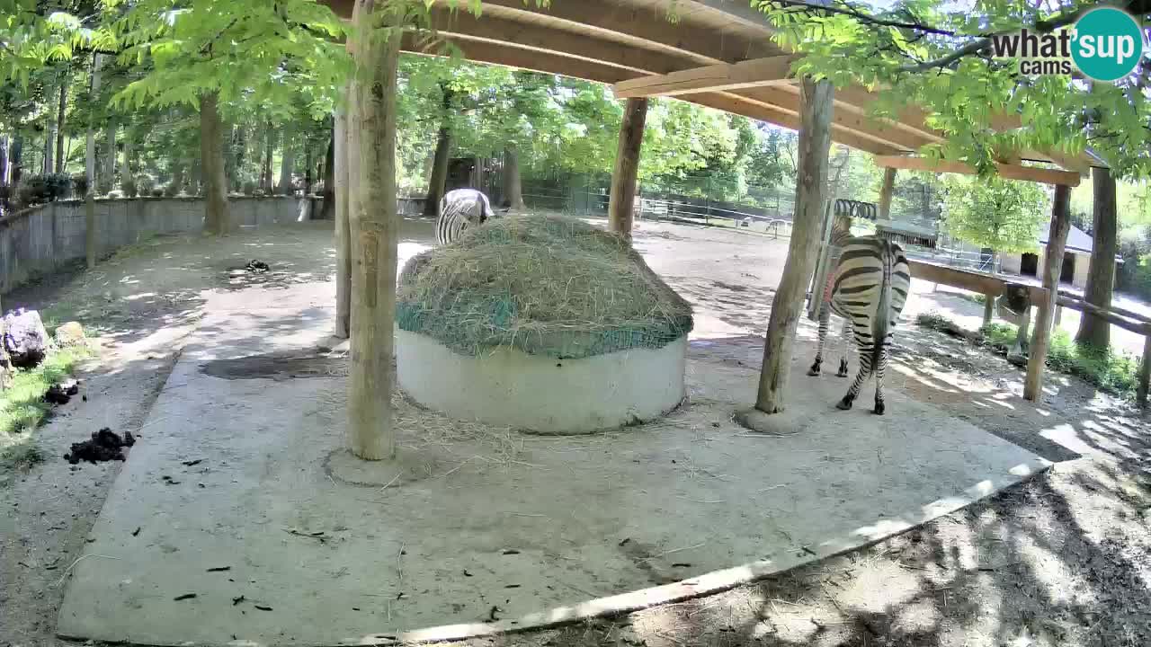 Live webcam Les zèbres in Ljubljana ZOO – Slovénie