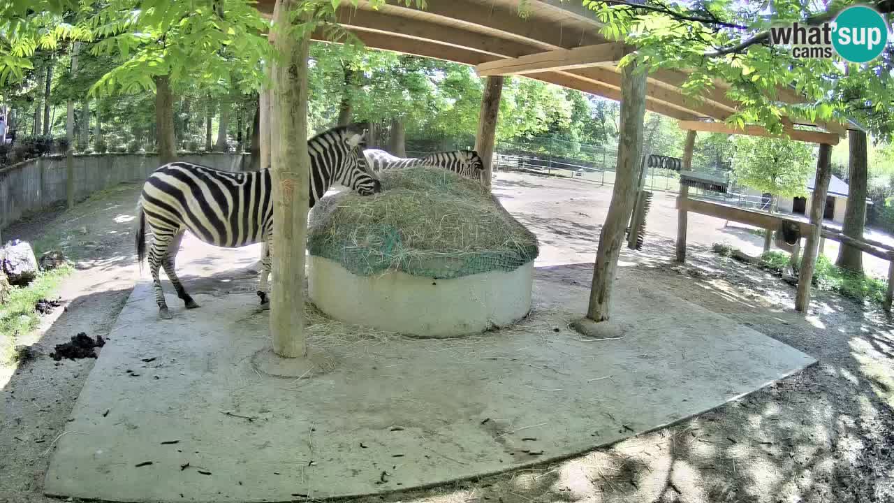 Camera en vivo Cebras in Ljubljana ZOO – Eslovenia