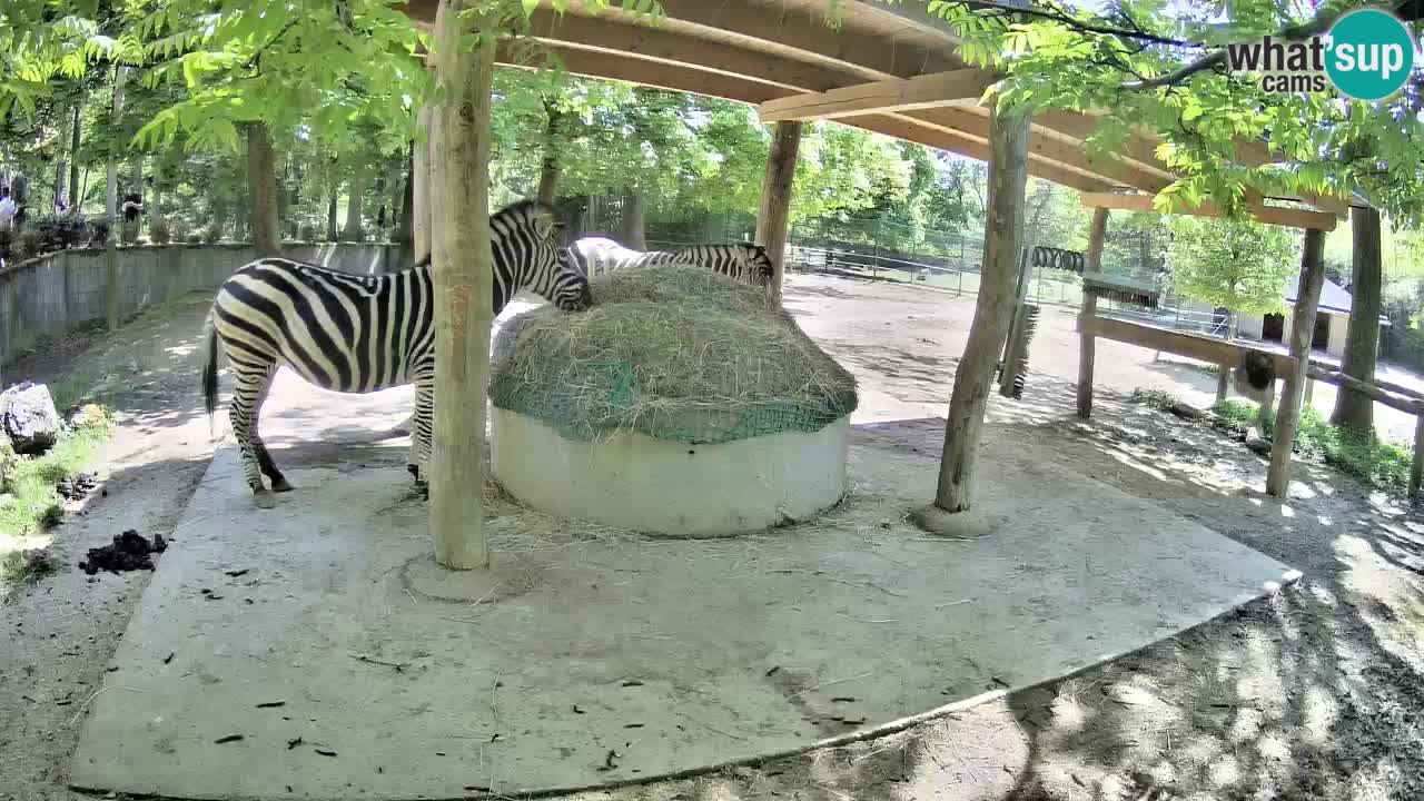Web kamera uživo Zebras u ZOO Ljubljana – Slovenija
