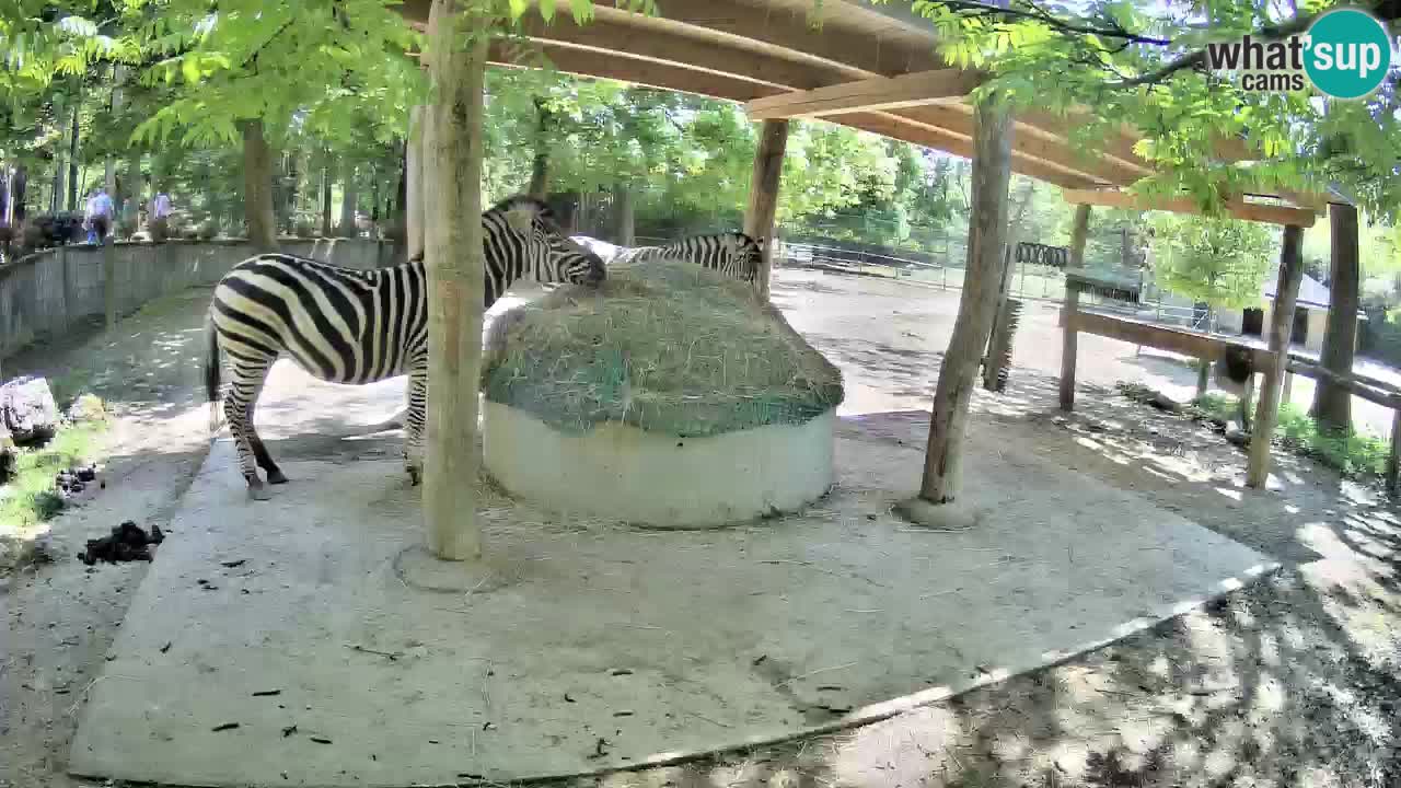 Le Zebre nello ZOO di Ljubljana – Slovenia Live webcam
