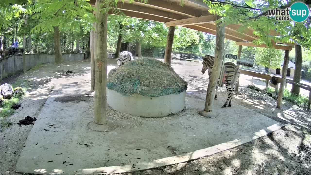 Live webcam Zebras in Ljubljana ZOO – Slovenia