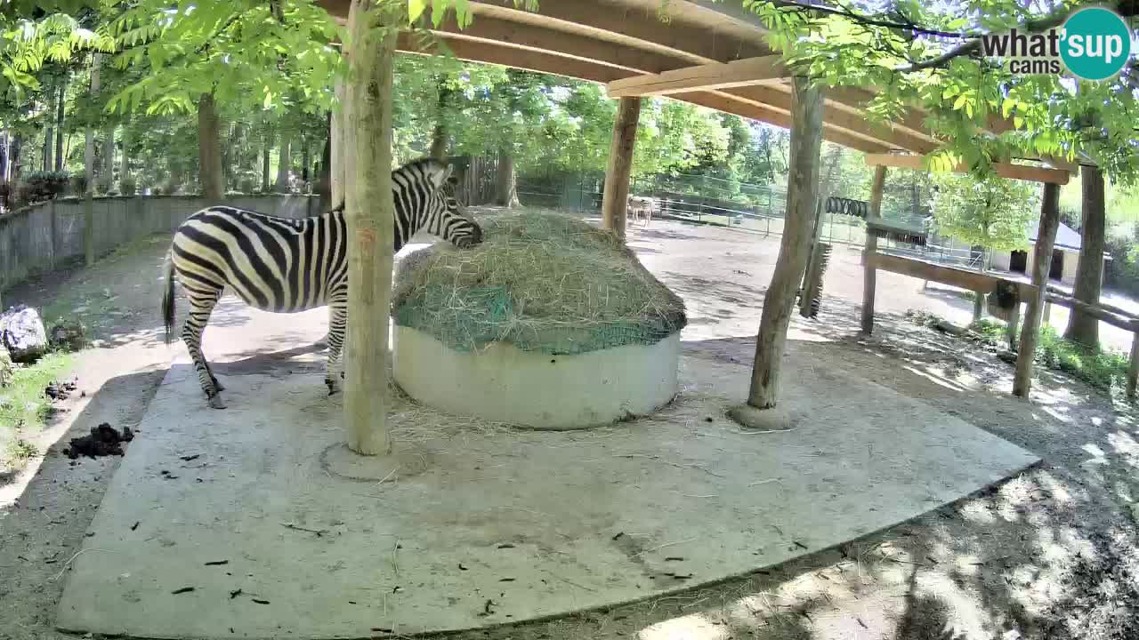 Live webcam Zebras in Ljubljana ZOO – Slovenia