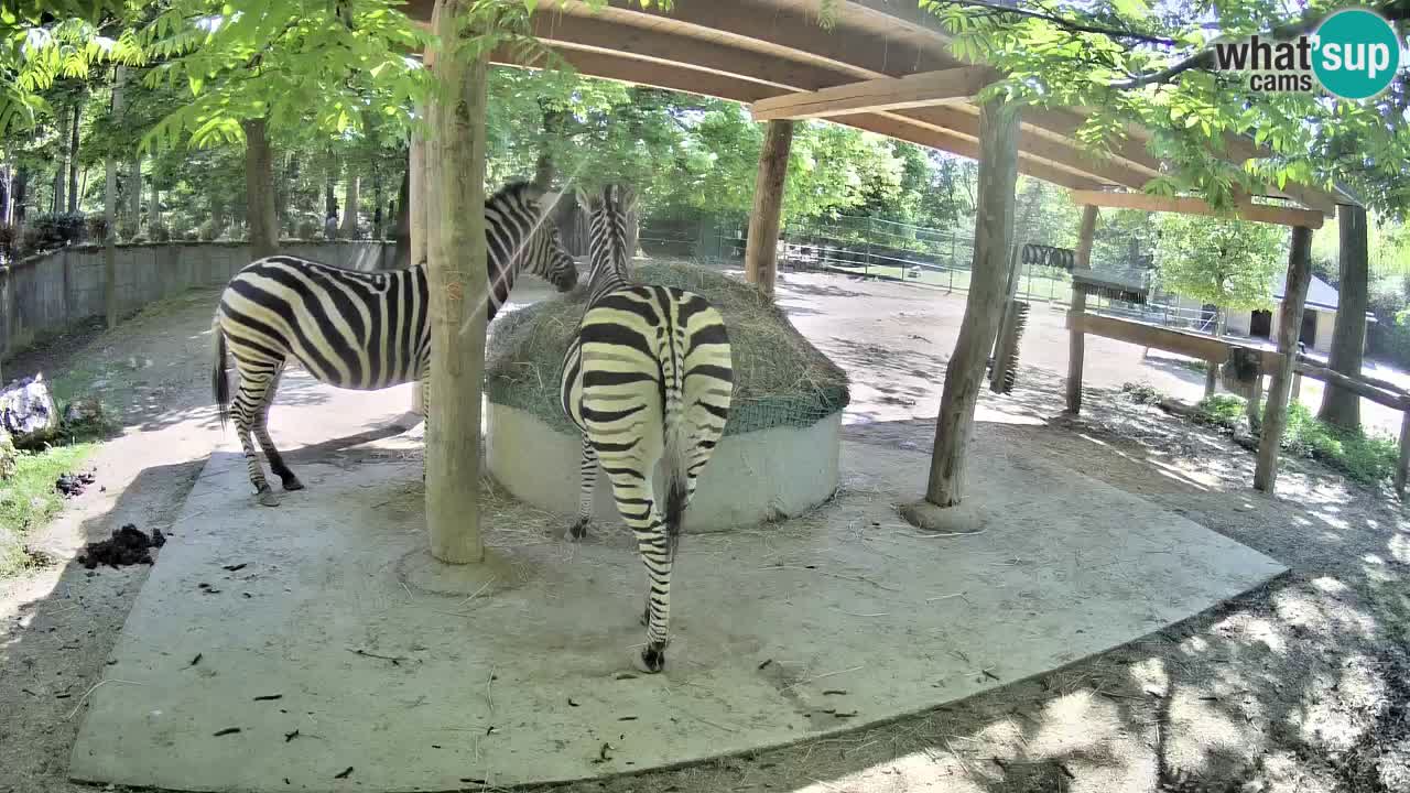 Live webcam Zebras in Ljubljana ZOO – Slovenia