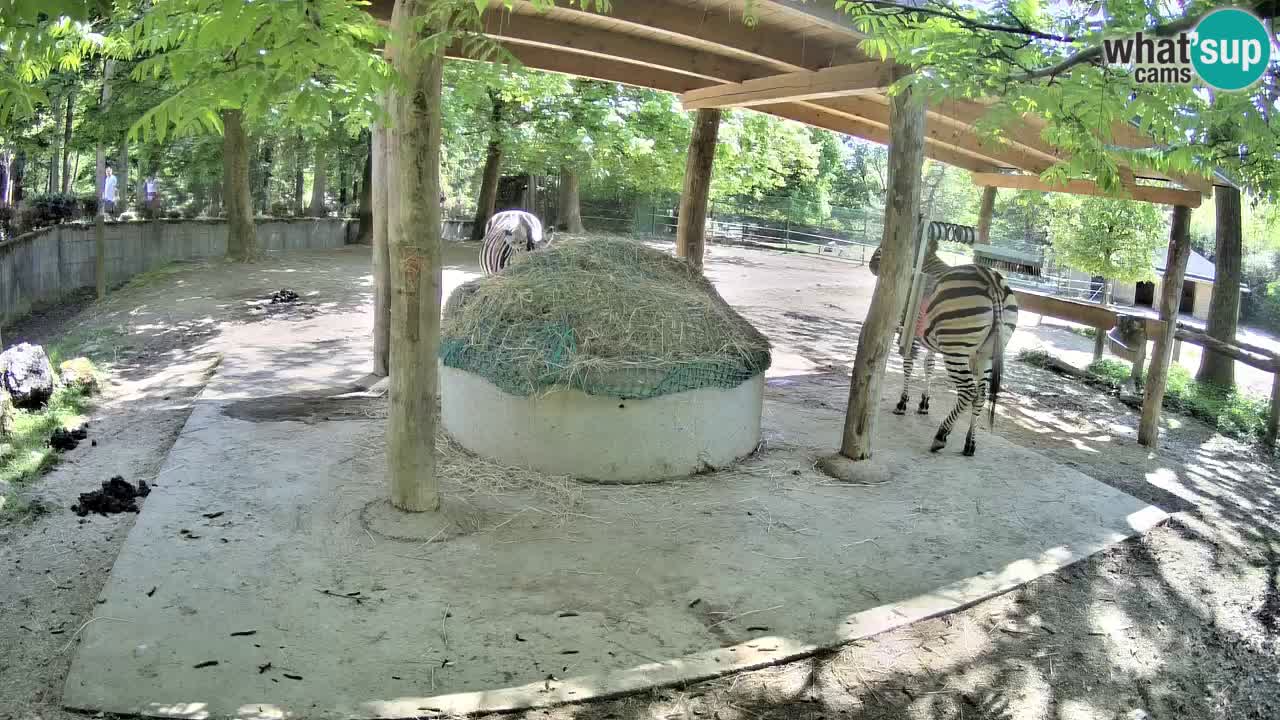 Live webcam Zebras in Ljubljana ZOO – Slovenia