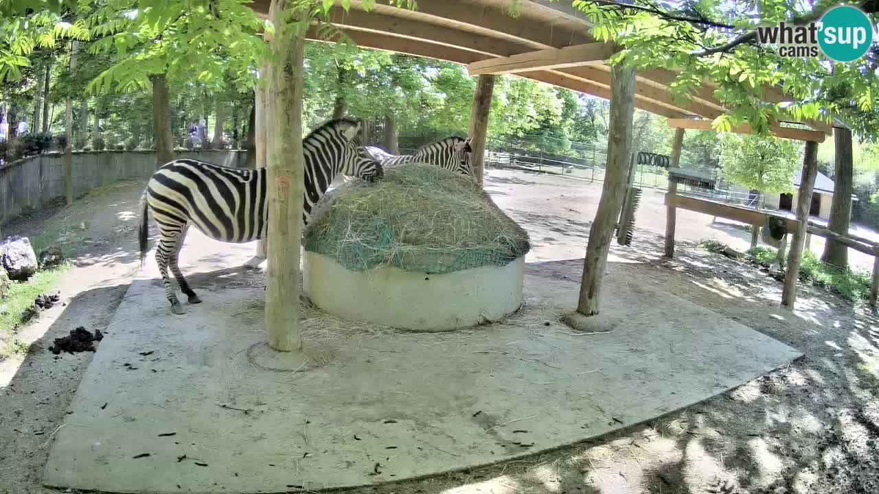 Zebre v živo v živalskem vrtu Ljubljana ZOO spletne kamere