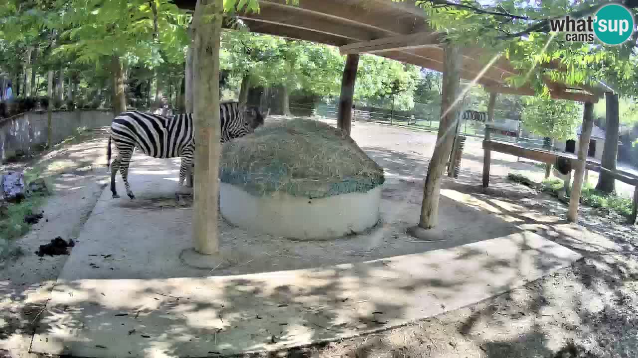 Zebre v živo v živalskem vrtu Ljubljana ZOO spletne kamere