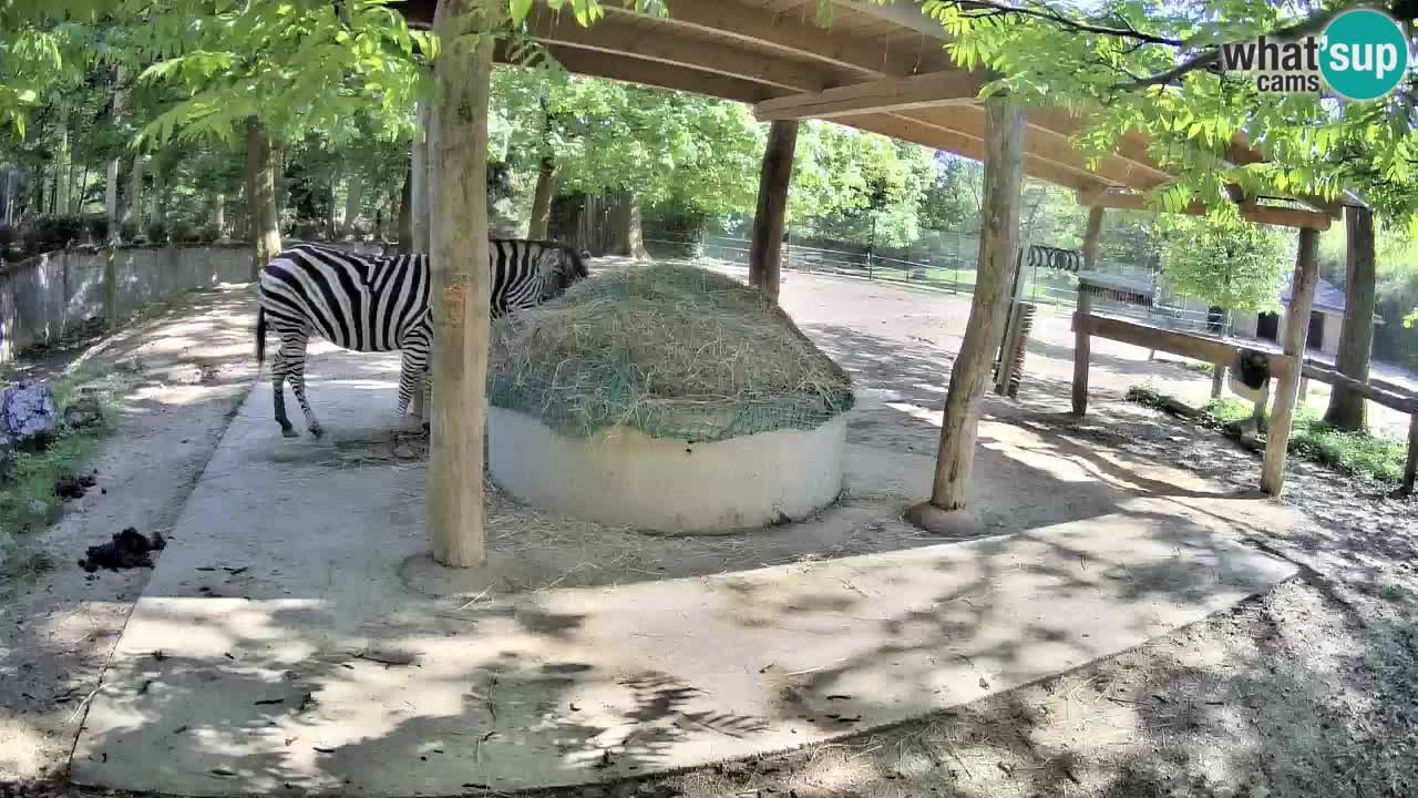 Web kamera uživo Zebras u ZOO Ljubljana – Slovenija