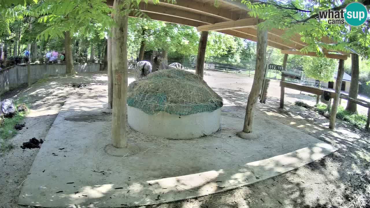 Web kamera uživo Zebras u ZOO Ljubljana – Slovenija