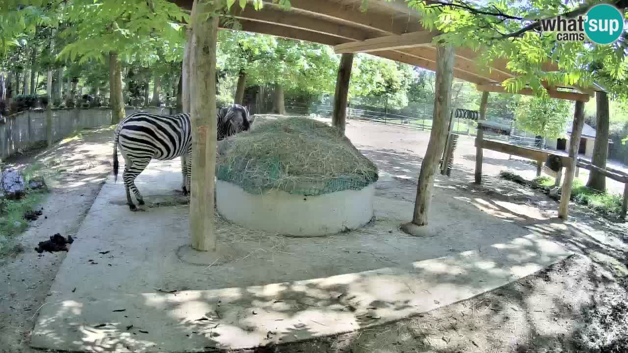 Live webcam Les zèbres in Ljubljana ZOO – Slovénie