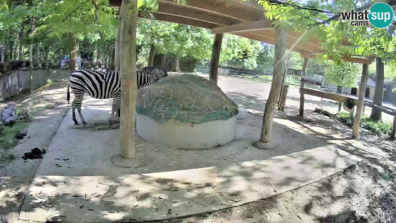 Live Webcam Zebras in Ljubljana ZOO – Slowenien
