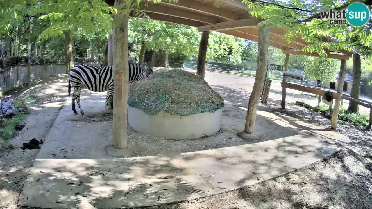 Zebre v živo v živalskem vrtu Ljubljana ZOO spletne kamere