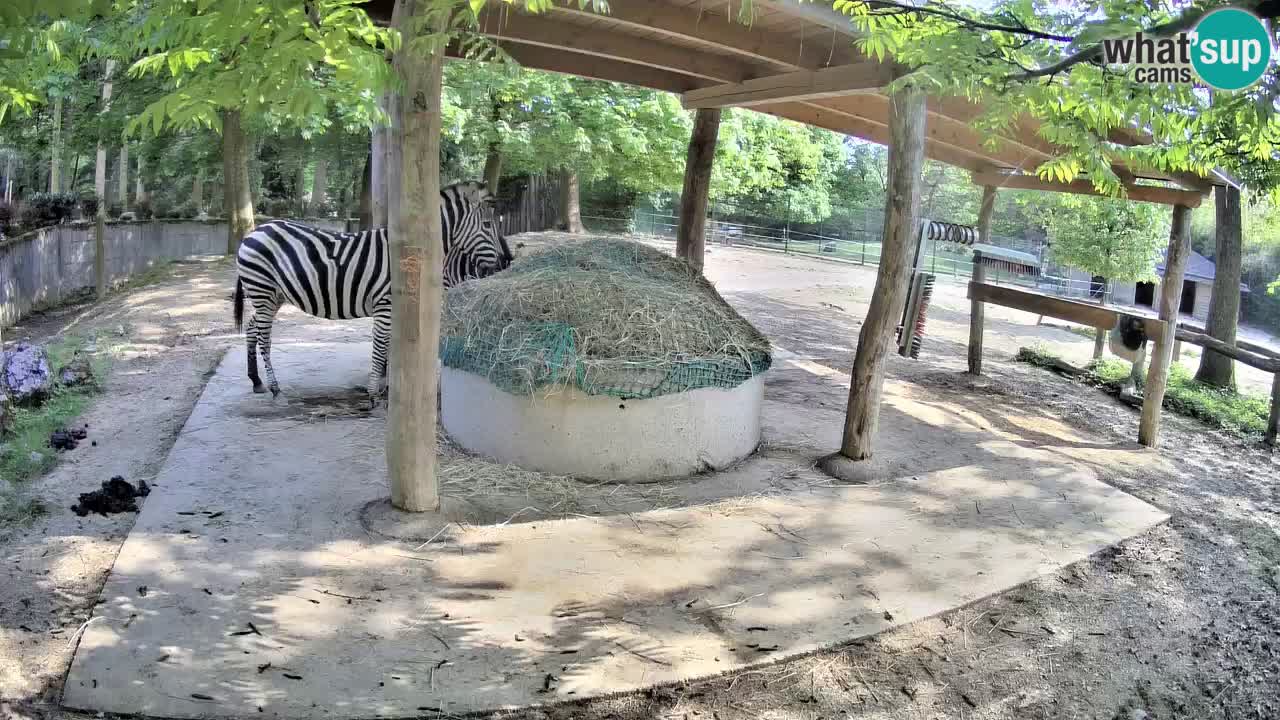 Web kamera uživo Zebras u ZOO Ljubljana – Slovenija