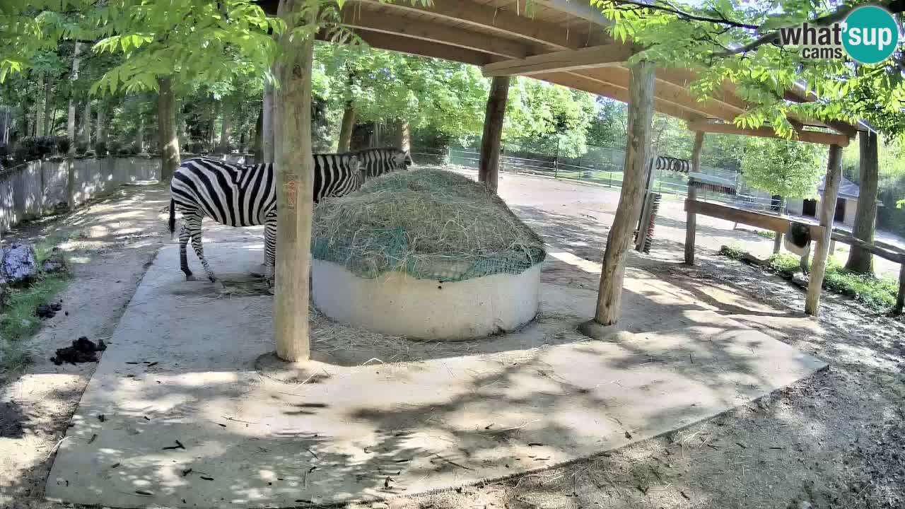 Web kamera uživo Zebras u ZOO Ljubljana – Slovenija