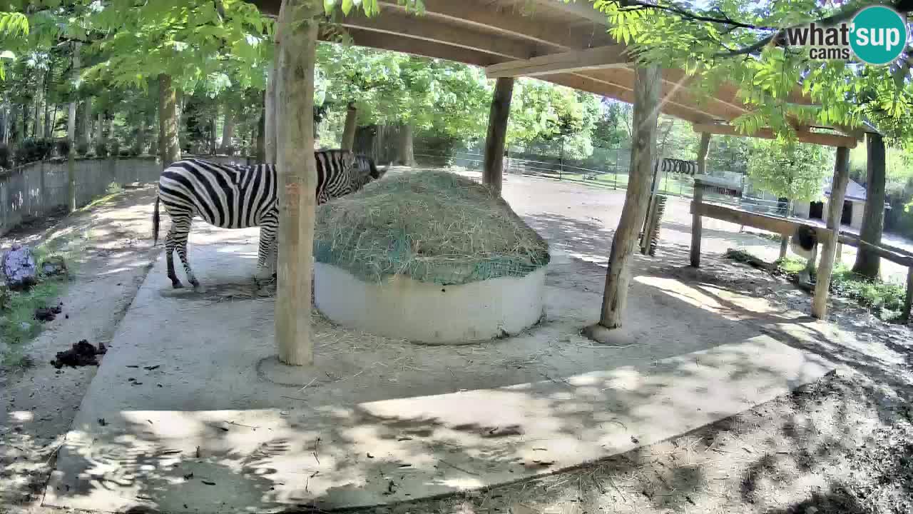 Zebre v živo v živalskem vrtu Ljubljana ZOO spletne kamere