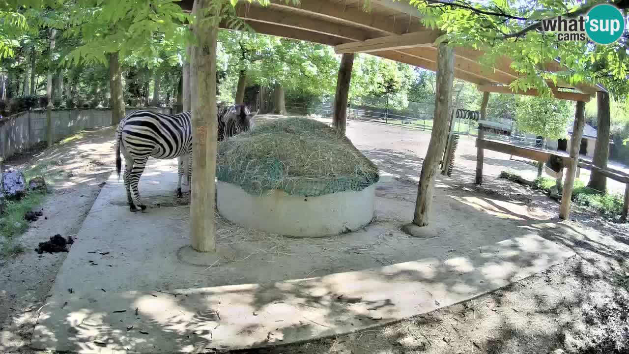 Web kamera uživo Zebras u ZOO Ljubljana – Slovenija