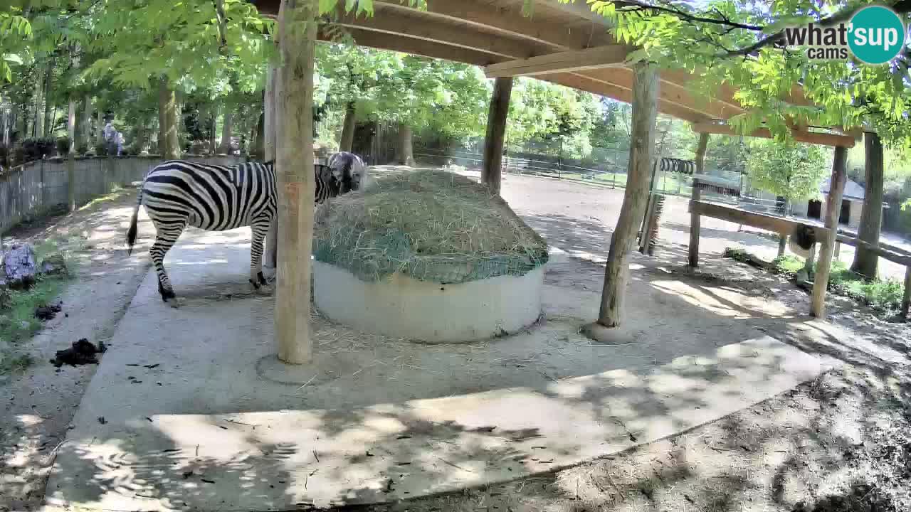 Camera en vivo Cebras in Ljubljana ZOO – Eslovenia
