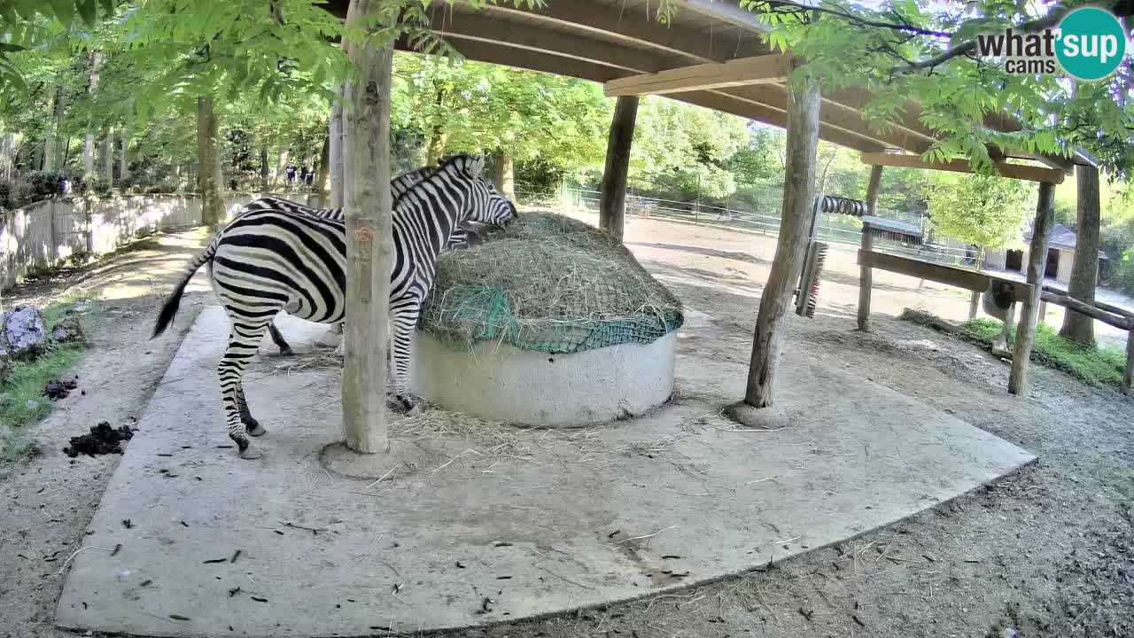Web kamera uživo Zebras u ZOO Ljubljana – Slovenija