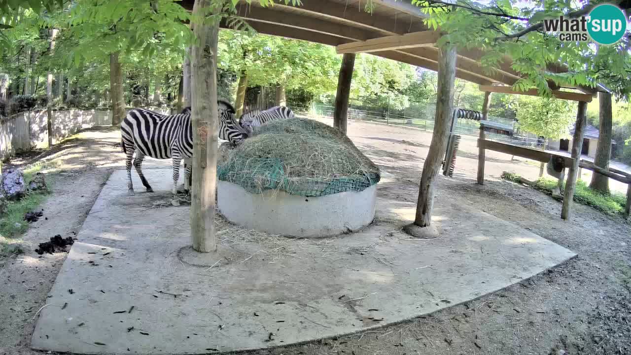 Web kamera uživo Zebras u ZOO Ljubljana – Slovenija