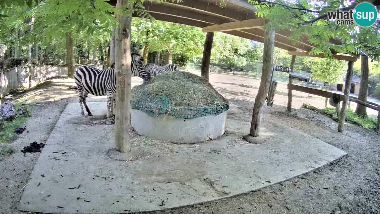 Le Zebre nello ZOO di Ljubljana – Slovenia Live webcam