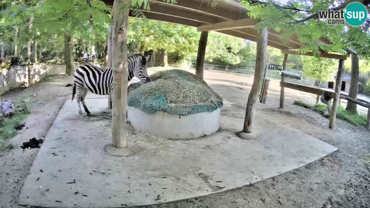Camera en vivo Cebras in Ljubljana ZOO – Eslovenia