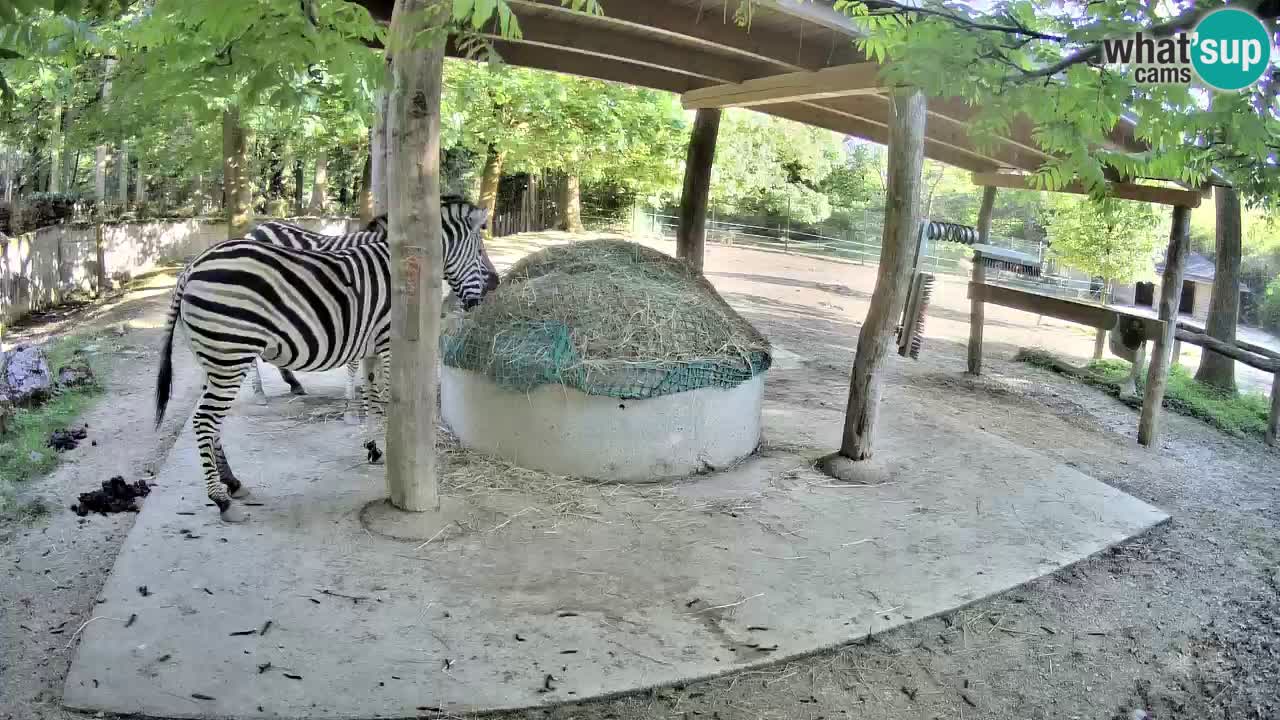 Web kamera uživo Zebras u ZOO Ljubljana – Slovenija