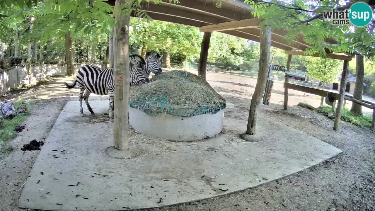Web kamera uživo Zebras u ZOO Ljubljana – Slovenija