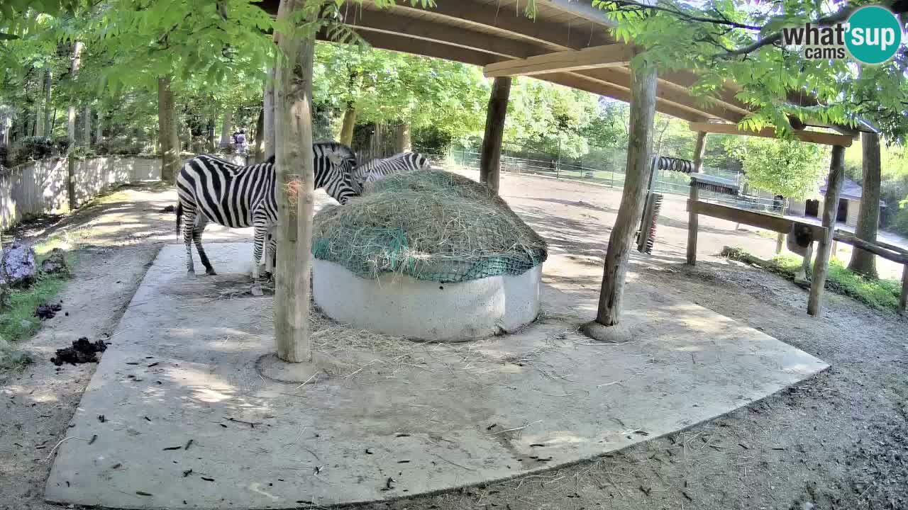 Zebre v živo v živalskem vrtu Ljubljana ZOO spletne kamere