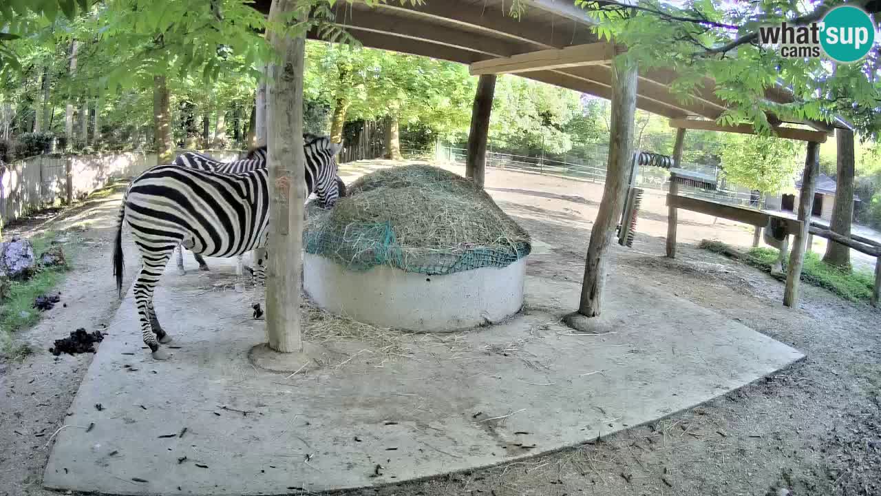 Le Zebre nello ZOO di Ljubljana – Slovenia Live webcam