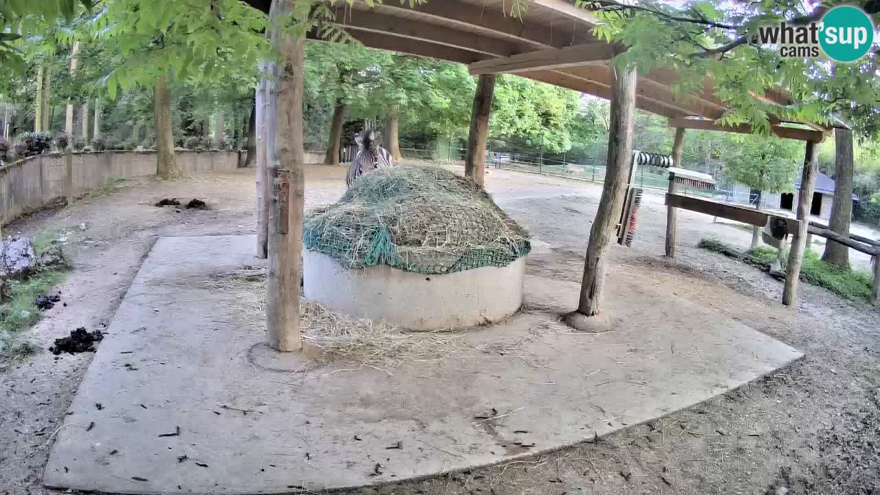 Web kamera uživo Zebras u ZOO Ljubljana – Slovenija