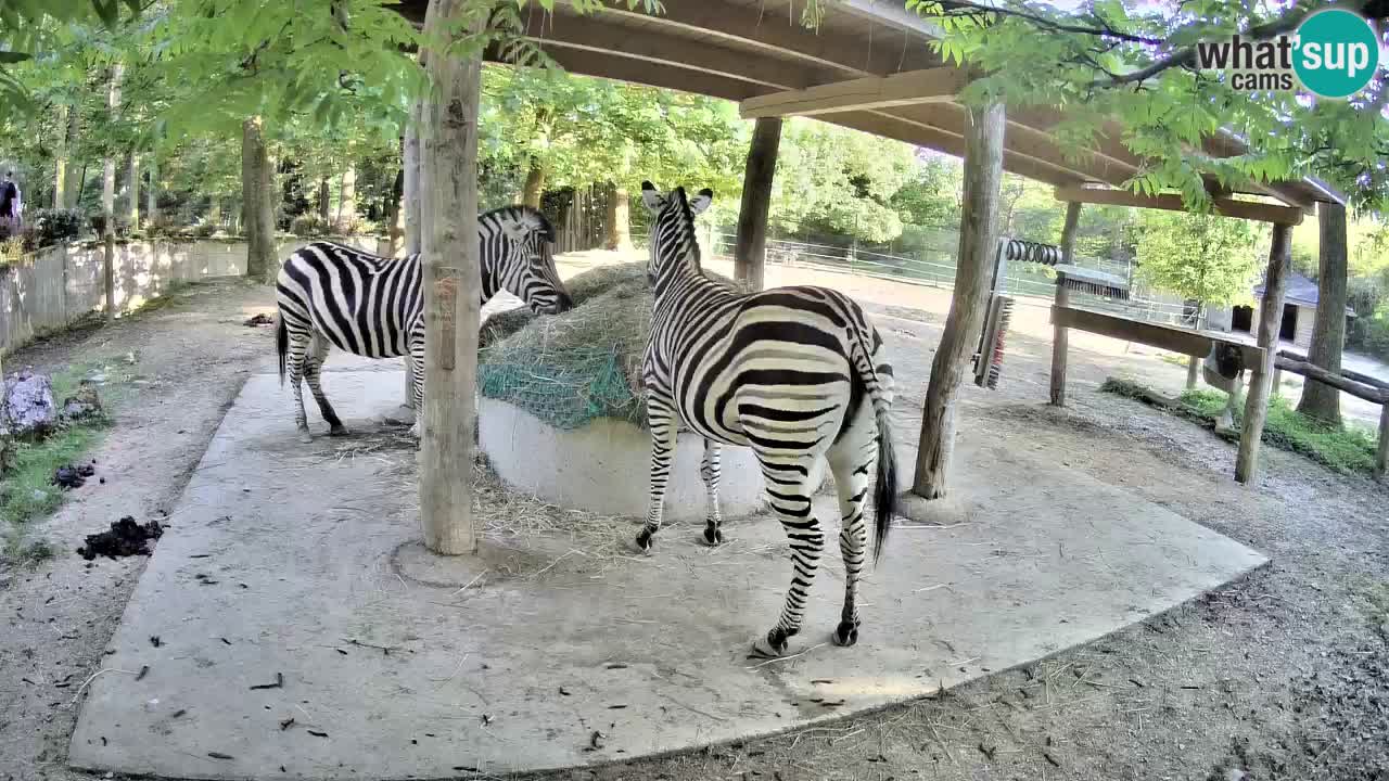 Web kamera uživo Zebras u ZOO Ljubljana – Slovenija