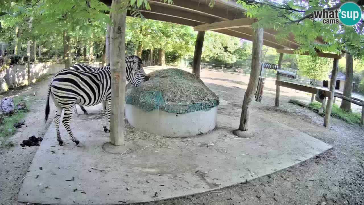 Zebre v živo v živalskem vrtu Ljubljana ZOO spletne kamere