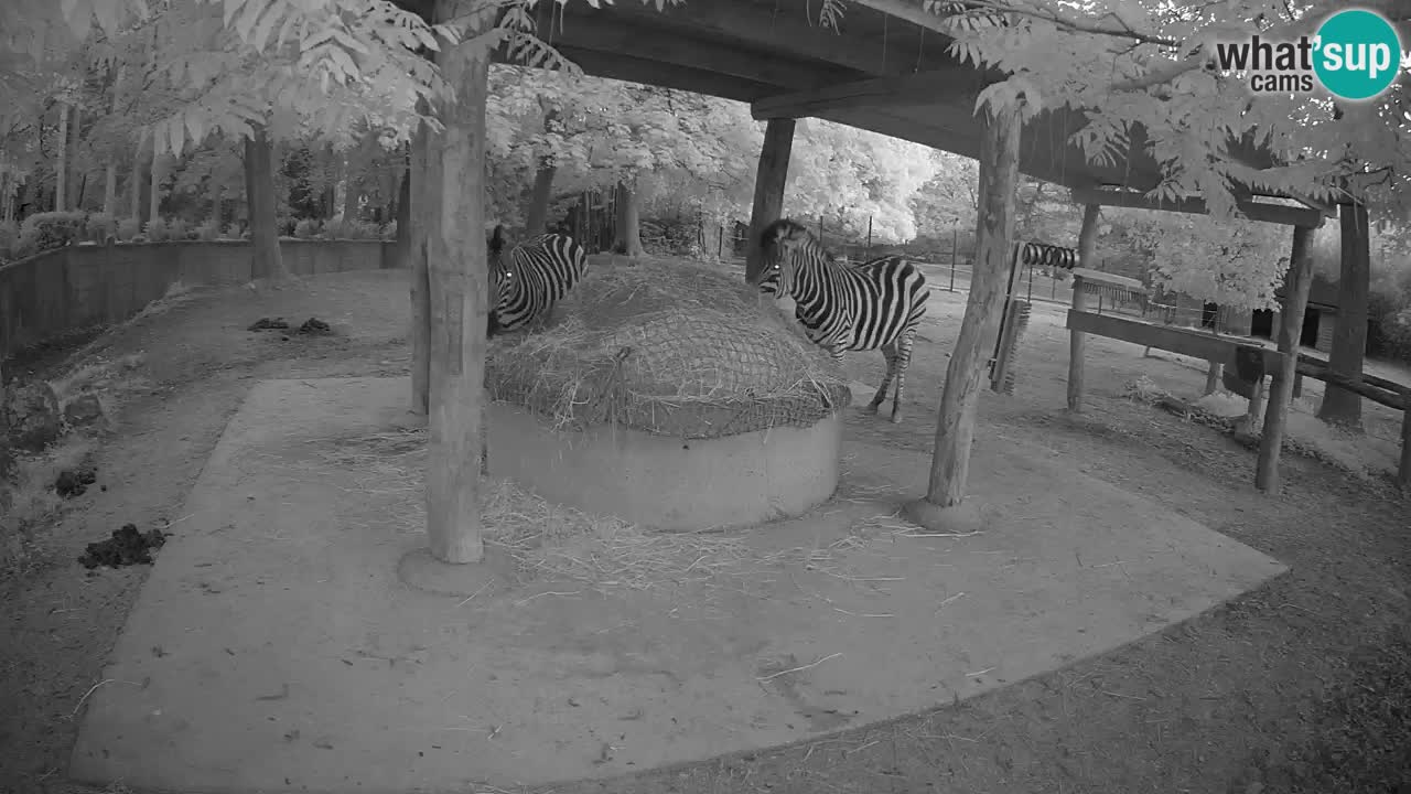 Zebre v živo v živalskem vrtu Ljubljana ZOO spletne kamere