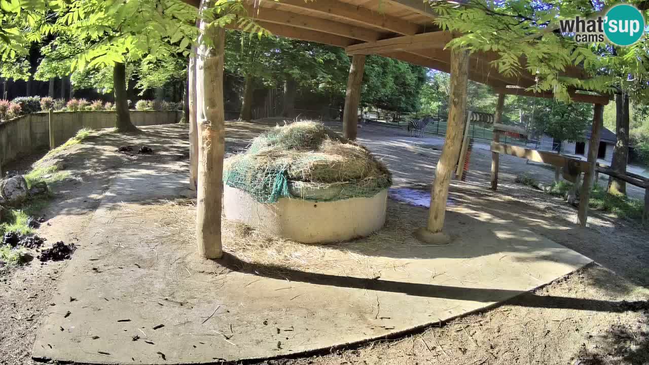 Zebre v živo v živalskem vrtu Ljubljana ZOO spletne kamere