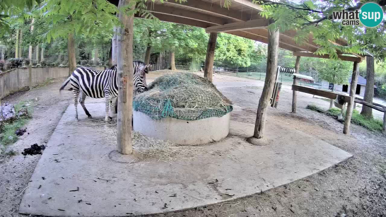 Live Webcam Zebras in Ljubljana ZOO – Slowenien