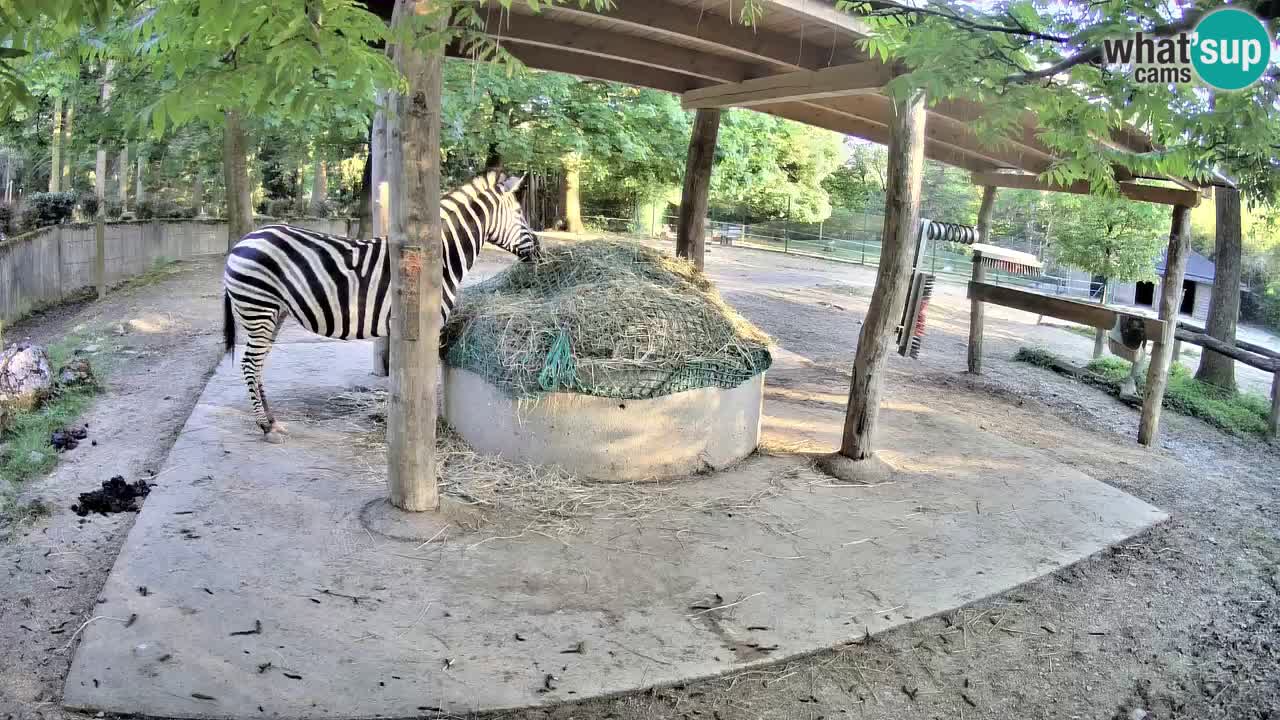 Live webcam Zebras in Ljubljana ZOO – Slovenia