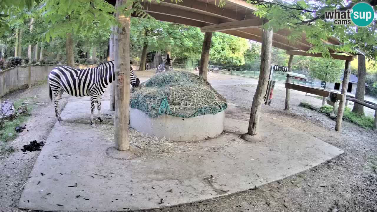 Live webcam Les zèbres in Ljubljana ZOO – Slovénie
