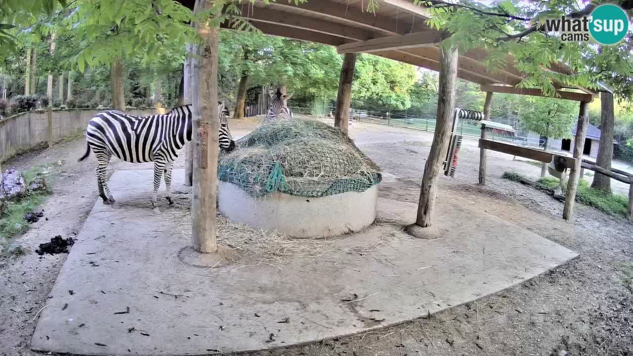 Live Webcam Zebras in Ljubljana ZOO – Slowenien
