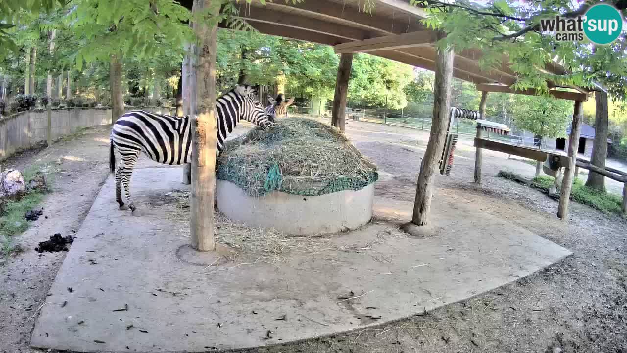 Live webcam Les zèbres in Ljubljana ZOO – Slovénie