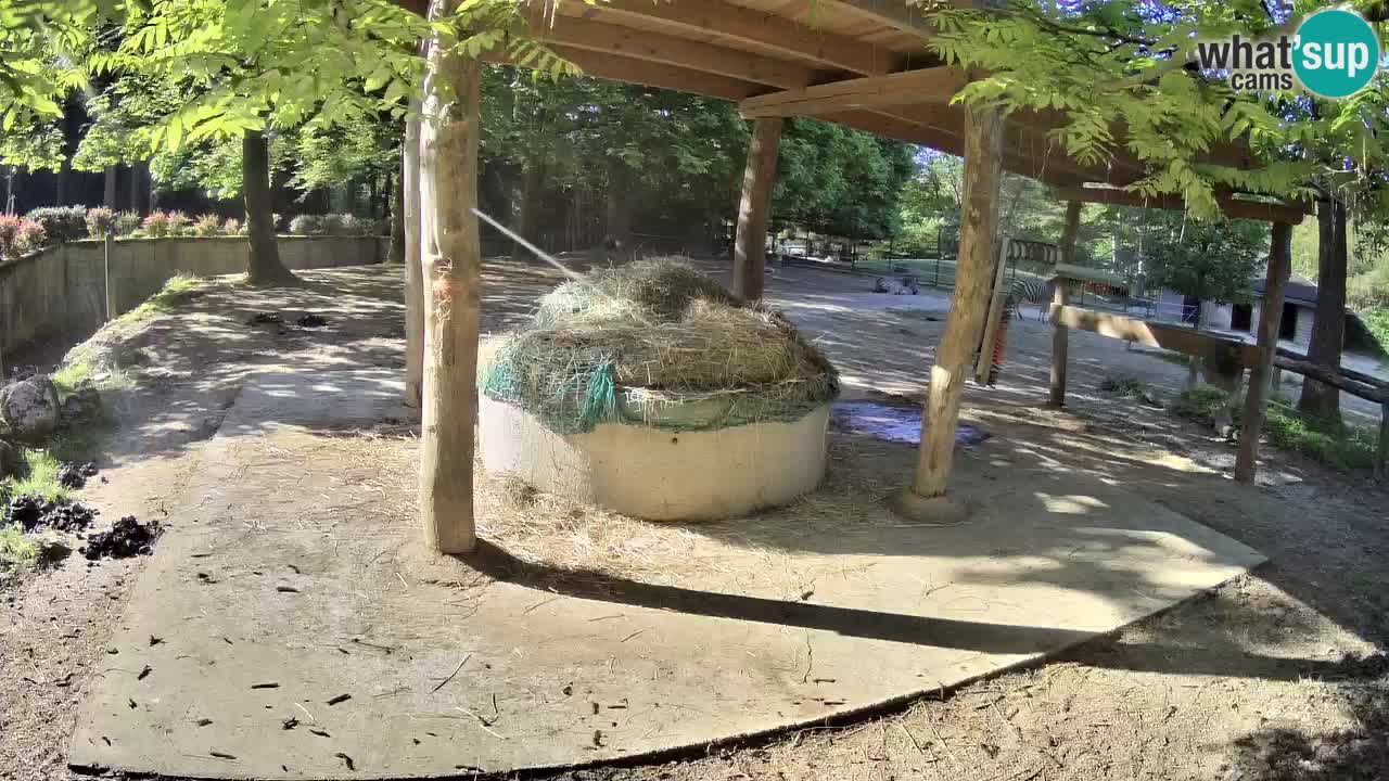 Zebre v živo v živalskem vrtu Ljubljana ZOO spletne kamere