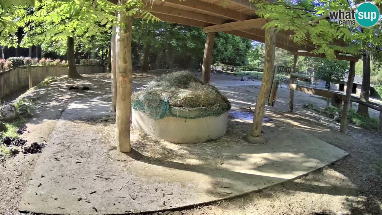 Camera en vivo Cebras in Ljubljana ZOO – Eslovenia