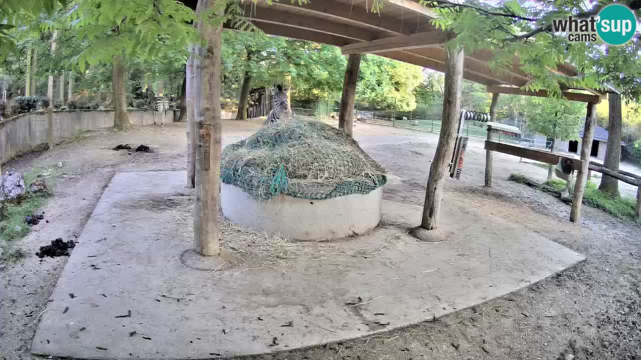 Live webcam Les zèbres in Ljubljana ZOO – Slovénie