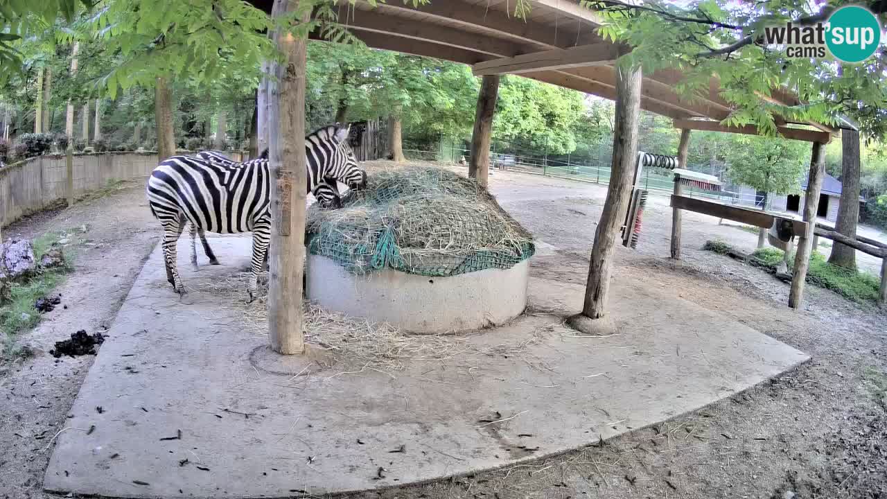 Camera en vivo Cebras in Ljubljana ZOO – Eslovenia