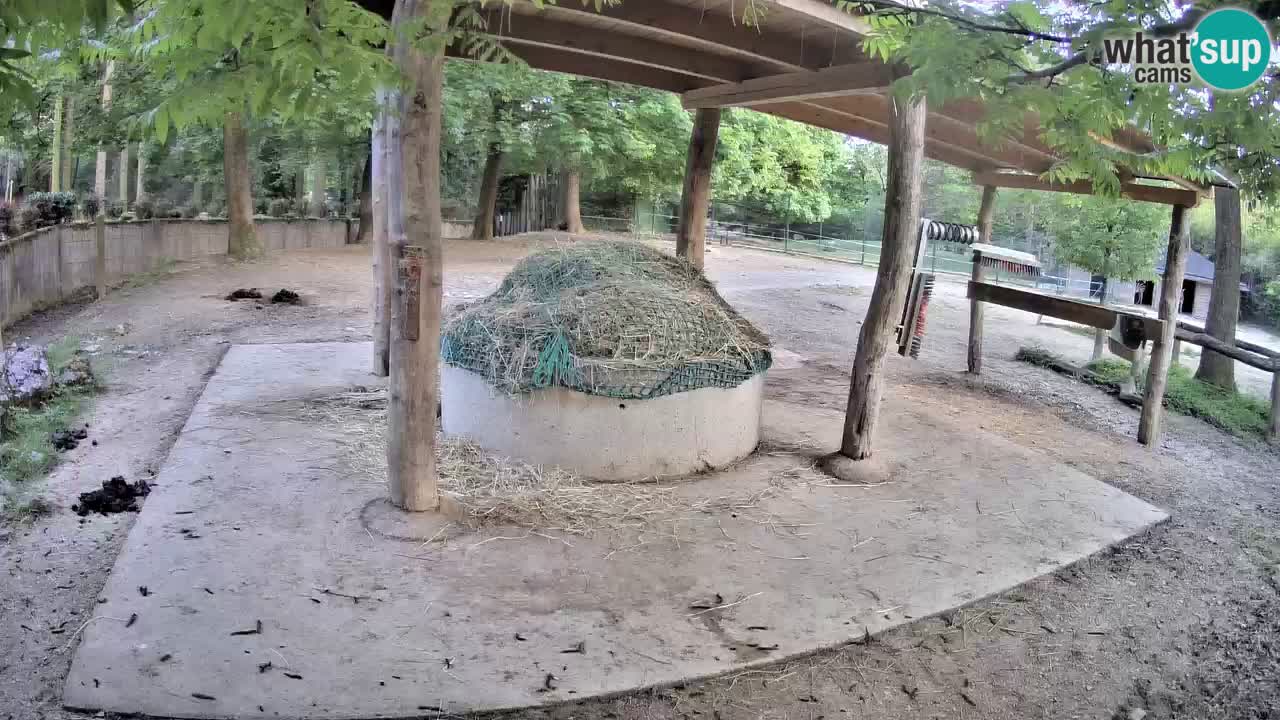 Web kamera uživo Zebras u ZOO Ljubljana – Slovenija