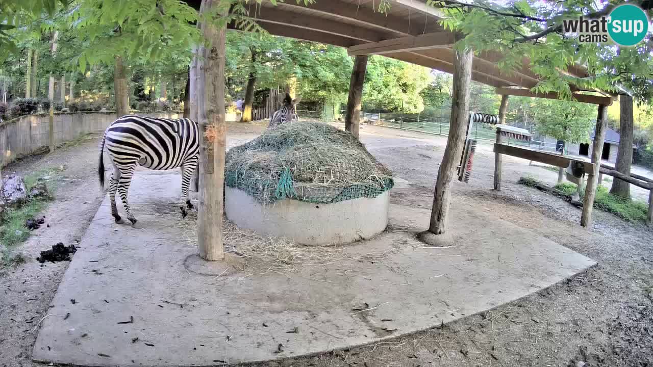 Live webcam Les zèbres in Ljubljana ZOO – Slovénie