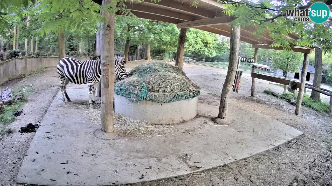 Camera en vivo Cebras in Ljubljana ZOO – Eslovenia