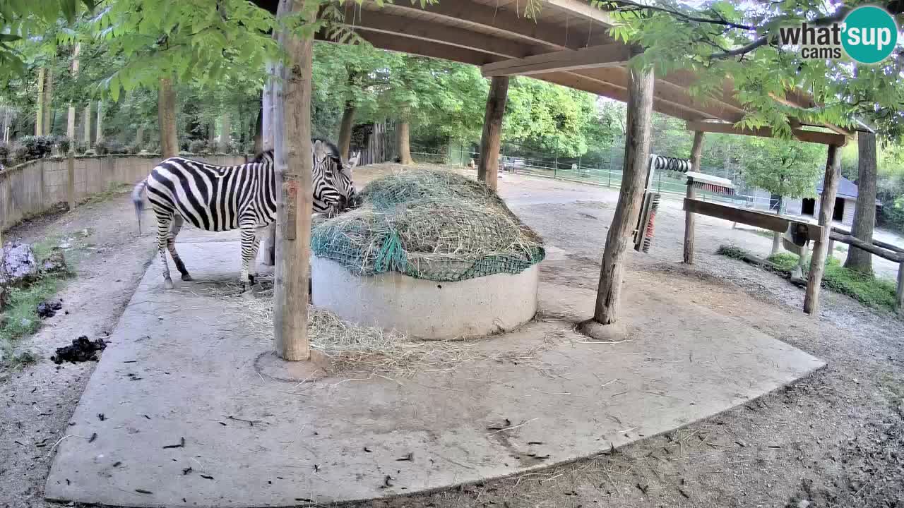Live Webcam Zebras in Ljubljana ZOO – Slowenien