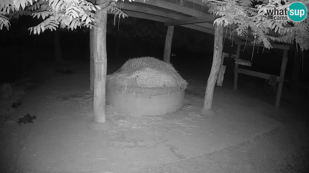 Live webcam Zebras in Ljubljana ZOO – Slovenia