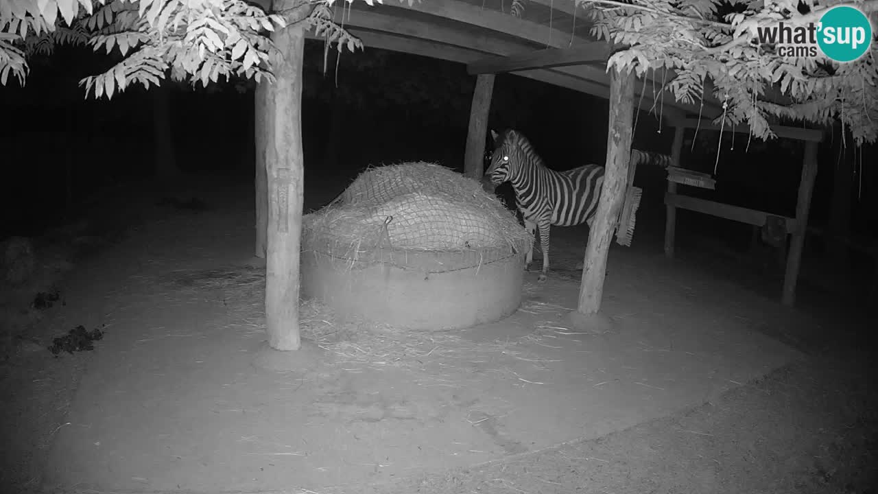 Camera en vivo Cebras in Ljubljana ZOO – Eslovenia