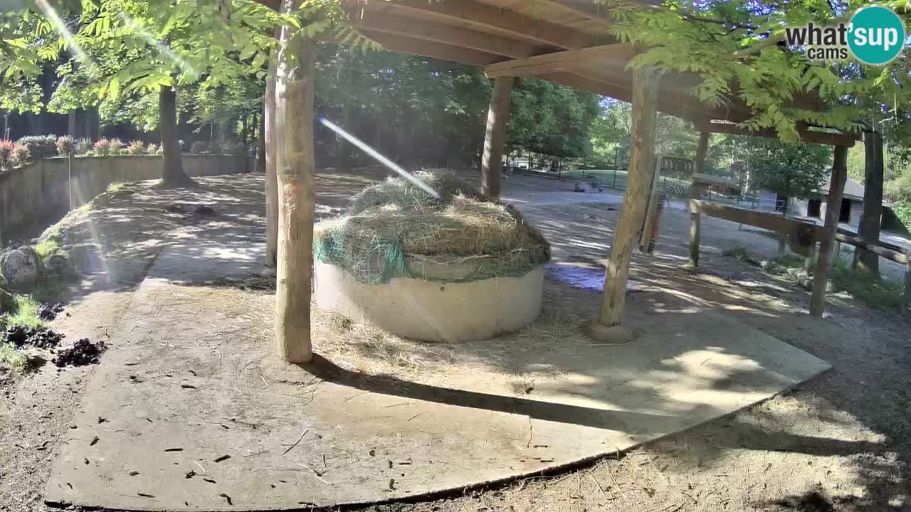 Camera en vivo Cebras in Ljubljana ZOO – Eslovenia